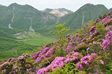 平治岳南峰直下から望むミヤマキリシマと中岳・星生山・三俣山