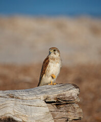 Bird of prey (raptor) called Nankeen kestrel found at the beach on a log in morning sunlight, in Adelaide, South Australia