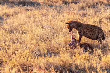 Close-up of a spotted Hyena - Crocuta crocuta- with a prey, seen during the golden hour of sunset in Etosha national Park, Namibia.