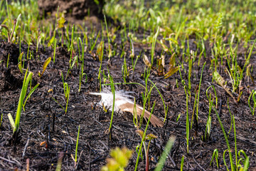 a bird's feather lies on the site of a recent forest fire, where young grass has already begun to sprout