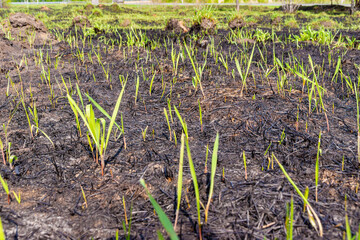 during fire, all vegetation and small animals burned down, top layer of soil with microorganisms and plant seeds damaged