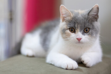 おうちでくつろぐマンチカンの子猫