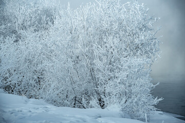 Frozen tree branches covered with white snow. Beautiful winter wonders of nature. Winter background