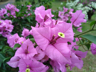 Ornamental Beautiful pink bougainvillea flowers in the garden