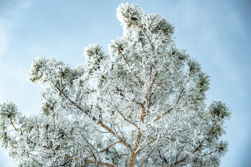 Frozen tree branches covered with white snow. Beautiful winter wonders of nature. Winter background