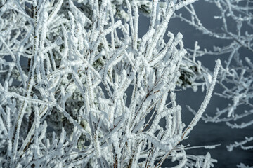 Frozen tree branches covered with white snow. Beautiful winter wonders of nature. Winter background