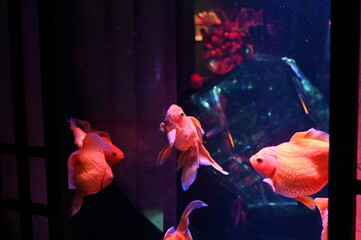 アクリルの金魚鉢の中で泳ぐ日本の美しい金魚達とライトアップ