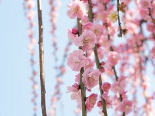 美しいピンクの枝垂れ梅の花が綺麗に咲いている