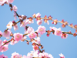 青空に映える美しい枝垂れ梅の花