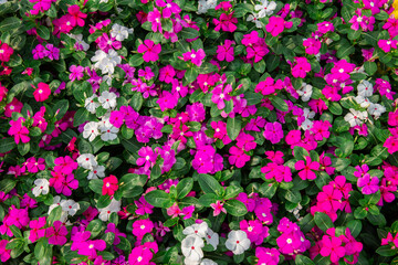 Thailand, Flower, Yellow, Backgrounds, Springtime