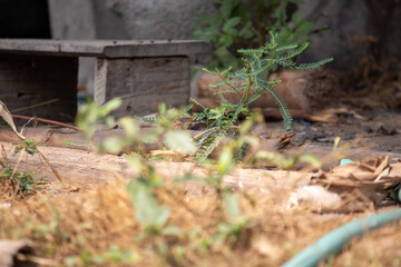 Soil is a naturally occurring material from physical decay. and the chemistry of rocks and minerals combined with organic matter	
