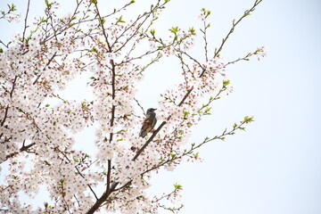spring blossom and bird