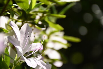 Fototapeta premium white lily of the valley