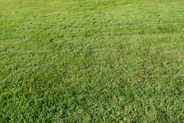 Green grass background. Freshly mown lawn. Grass on lawn, Golf, soccer field. Grass texture top view