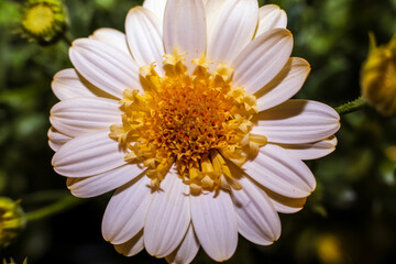 Obraz premium A Cape Marguerite daisy bloom ; overhead view ; close up. 