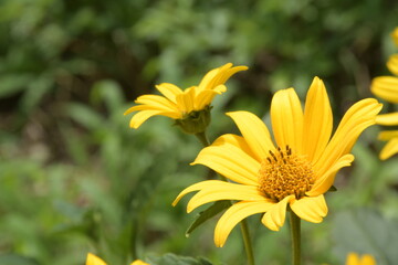 yellow flower