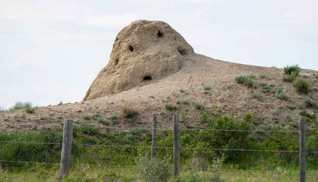 Fox Or Coyote Den