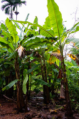 Banana plant in farm