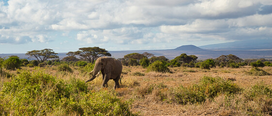 Elephant, Loxodonta africana, in the landscape of Amboseli National Park.