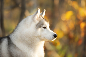 Portrait of gray and white siberian husky dog in the forest in autumn at sunset