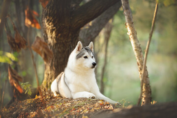 Siberian Husky dog lying oin the bright autumn forest