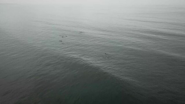 Common dophins in dark water