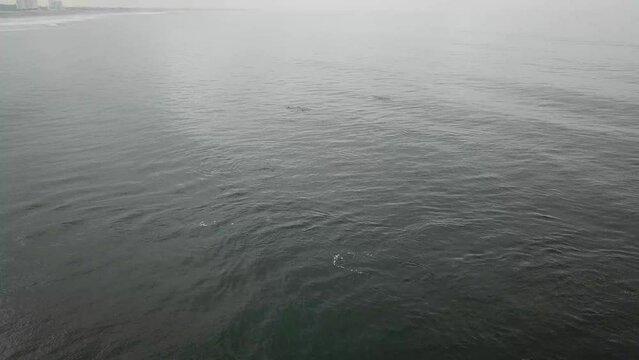 Common dophins swiming along dark waves