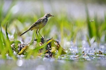 bird on the grass