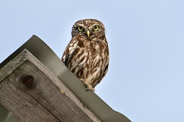 great grey owl