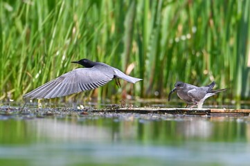 birds on the lake shore