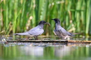 birds on the lake shore
