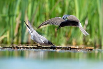 birds on the lake shore