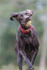 A closeup of a running dog with a ball in its mouth