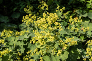 the green blossoms of a lady´s mantle