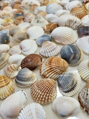 A pattern of seashells. Marine Background. Shell layout. Text background. 