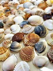A pattern of seashells. Marine Background. Shell layout. Text background. 