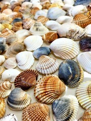 A pattern of seashells. Marine Background. Shell layout. Text background. 