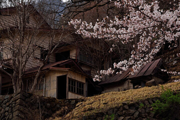廃鉱山集落に残された社宅跡と桜