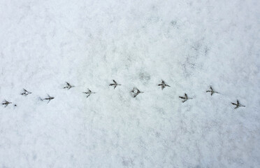 a top view with the footprints of a bird on the snow