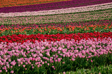 Fototapeta premium Tulpenfeld im Frühling in Deutschland bei Grevenbroich