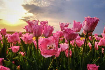 Tulpenfeld im Frühling in Deutschland bei Grevenbroich