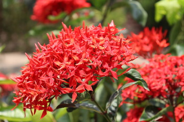 Red flowers