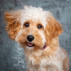 Labradoodle posing for a portrait shot.
