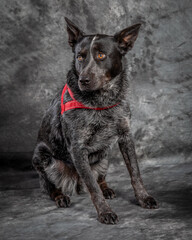 German Shorthaired Pointer posing for a portrait shot.