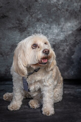 Maltese Terrier sits on floor with grey background