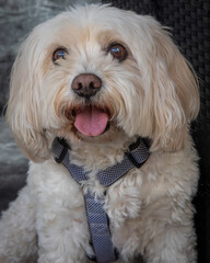 Maltese Terrier sits on floor with grey background