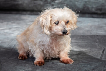Mattese Terrier posing for a portrait shot.