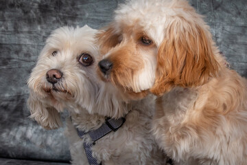 Maltese Terrier and a Labradoodle sitting in a studio on the floor with a grey background