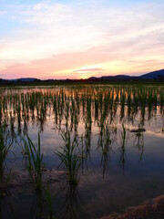 田んぼで夕日のリフレクション