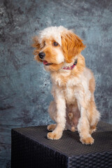 Labradoodle posing for a portrait shot.